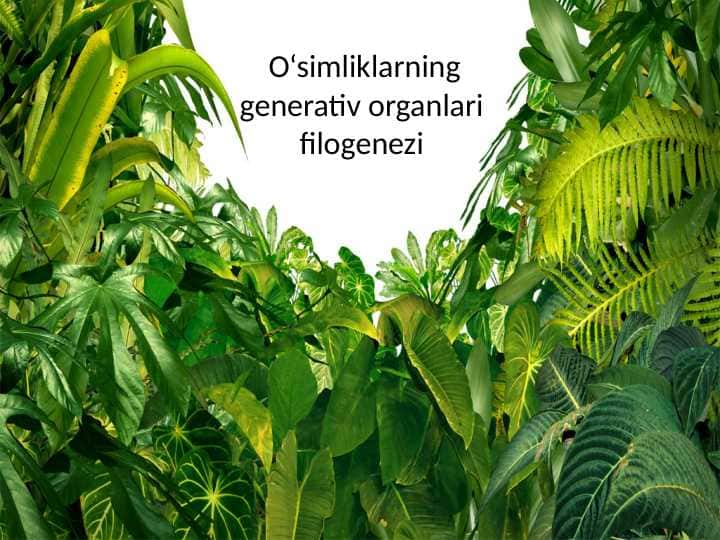 O‘simliklarning generativ organlari filogenezi