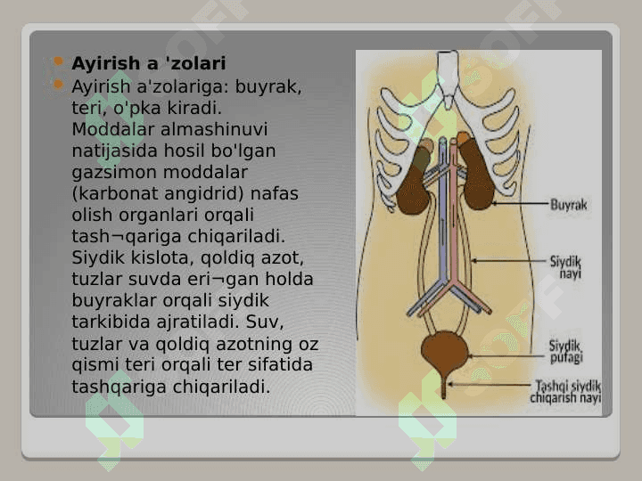AYRUV TIZIMI. BUYRAKLAR. SIYDIK TARKIBI 4
