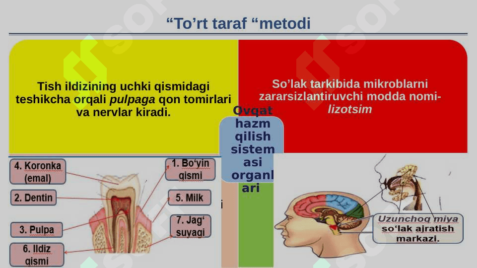 Ovqat hazm qilish sistemasi organlari tuzilisi  va funksiyasi 8