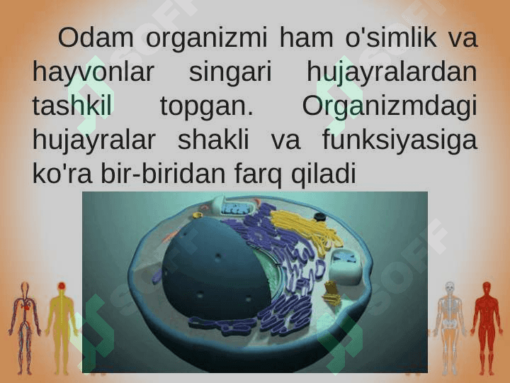 Odam organizmining hujayraviy tuzilishi 2