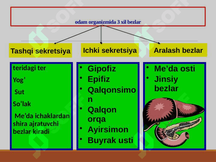 Sekretsiya bezlari, qalqonsimon bez 2