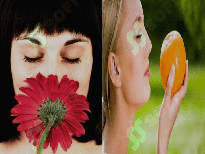 HID BILISH VA TA`M BILISH ORGANLARI 4