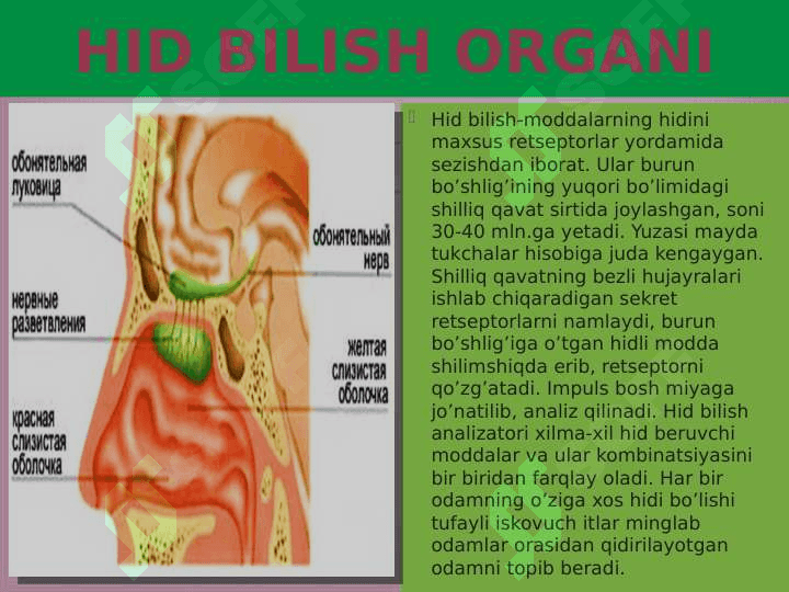 HID BILISH VA TA`M BILISH ORGANLARI 7