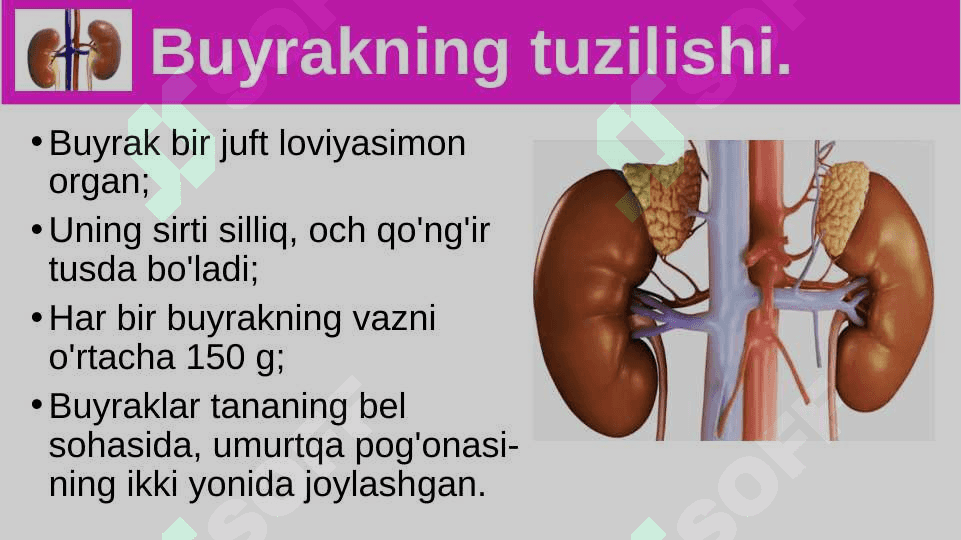 Siydik ayrish organlarining tuzilishi 5