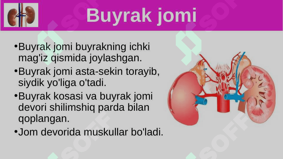 Siydik ayrish organlarining tuzilishi 8
