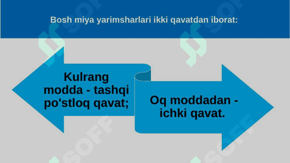 Bosh miya katta yarimsharlarining tuzilishi 2