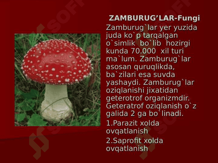 ZAMBURUG’LAR BO’LIMI 2