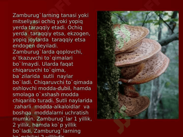 ZAMBURUG’LAR BO’LIMI 4