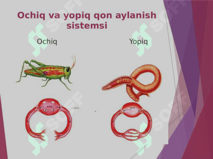 Umurtqasizlarning qon aylanish sistemasi 3