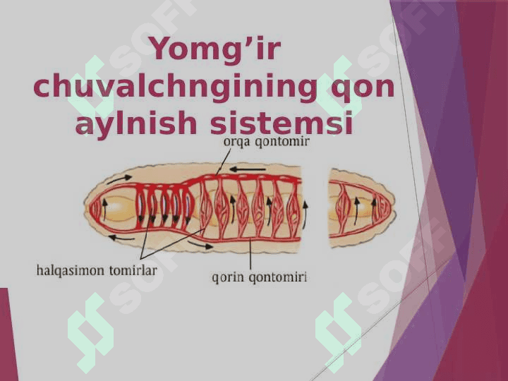 Umurtqasizlarning qon aylanish sistemasi 4