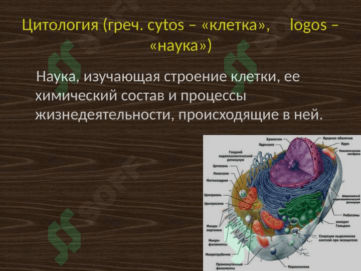 Цитология. Клеточная теория 3