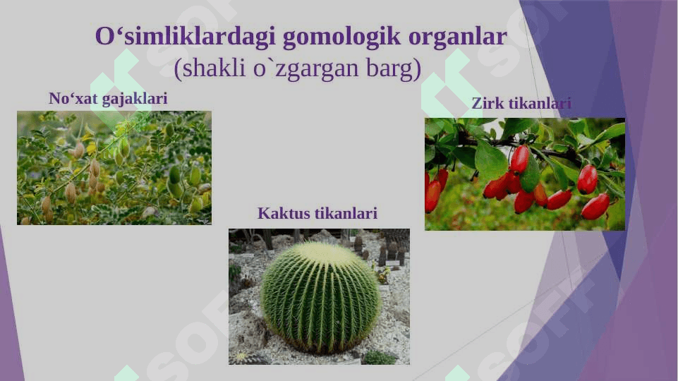 Evolyutsiyani isbotlashda solishtirma anatomiya, poleontologiya fanlari dalillari 7