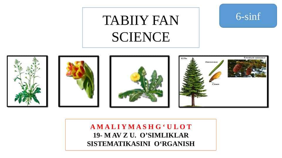 O’SIMLIKLAR SISTEMATIKASINI  O‘RGANISH