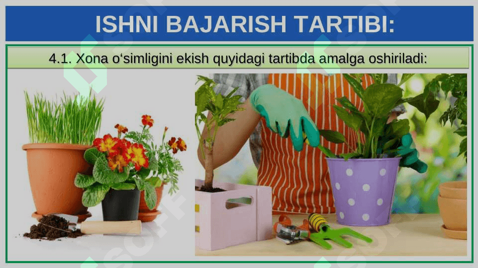 XONA O‘SIMLIKLARINI EKISH VA KO‘CHIRIB O‘TKAZISH 3