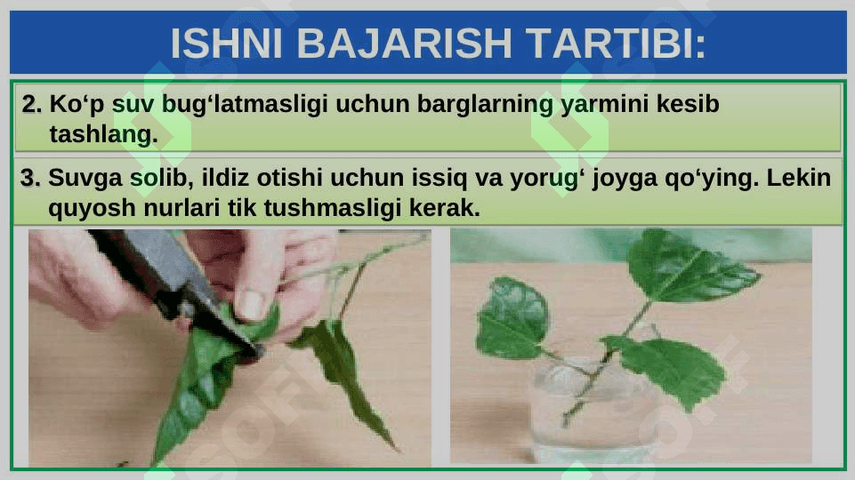 XONA O‘SIMLIKLARINI EKISH VA KO‘CHIRIB O‘TKAZISH 5