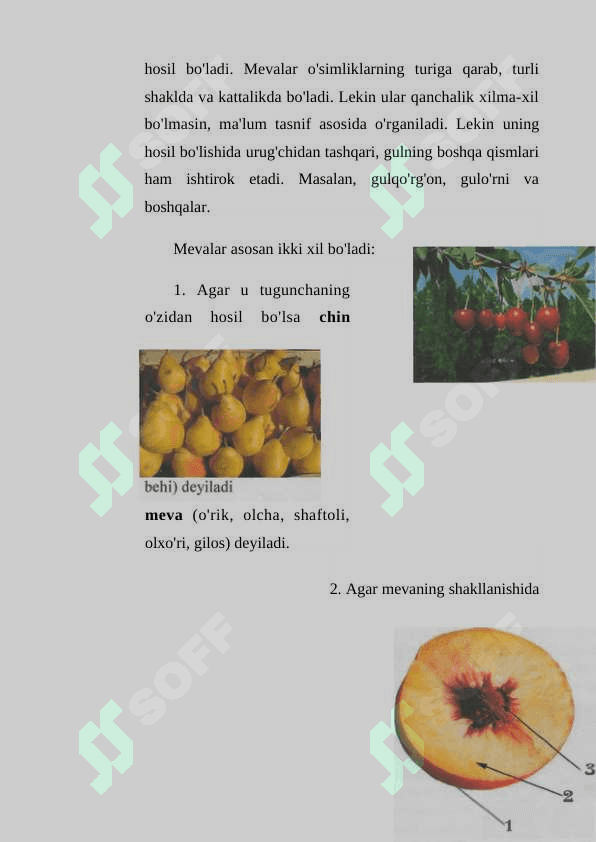 Biologiya bir soatlik dars ishlanma Mevalar 3