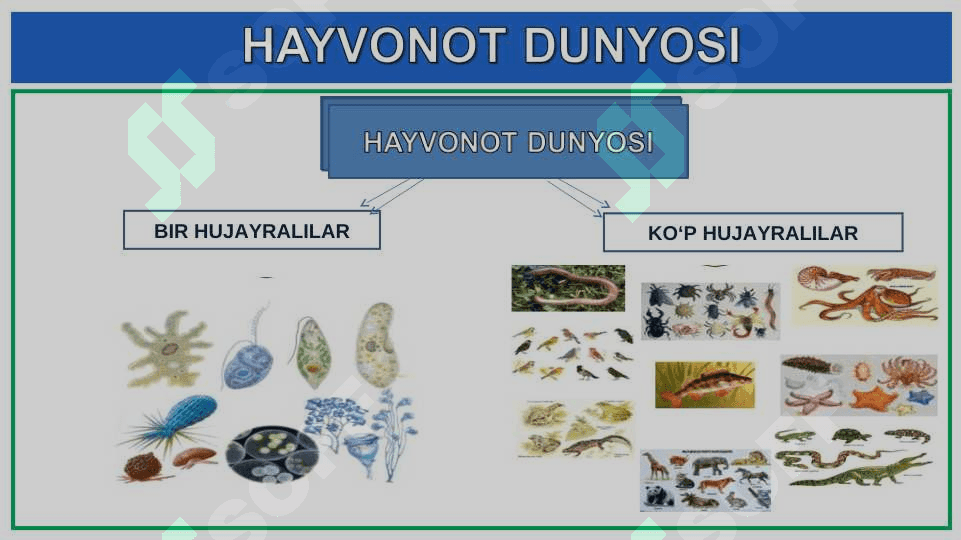 HAYVONOT DUNYOSI 4