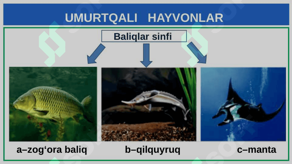 UMURTQALI  HAYVONLAR 3