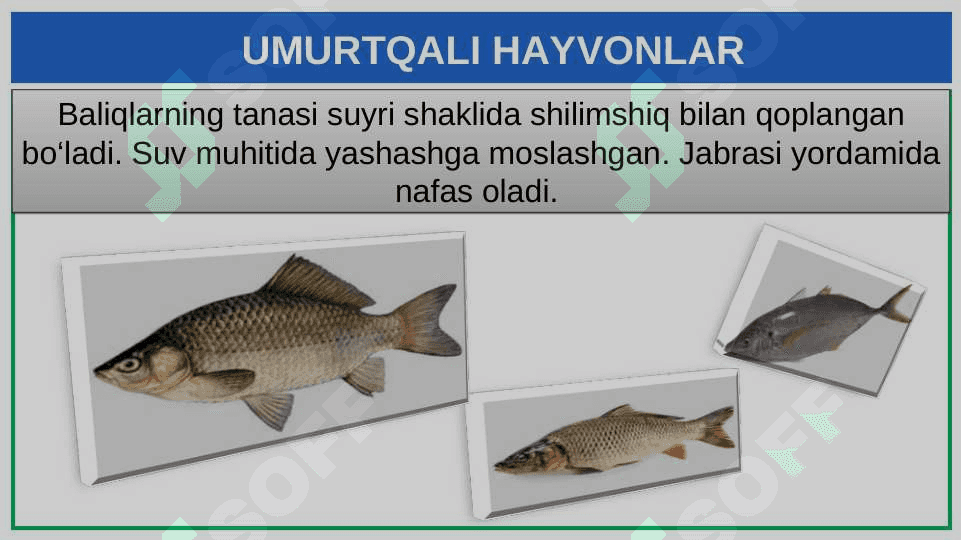UMURTQALI  HAYVONLAR 4