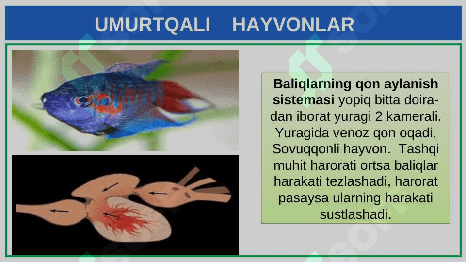 UMURTQALI  HAYVONLAR 5