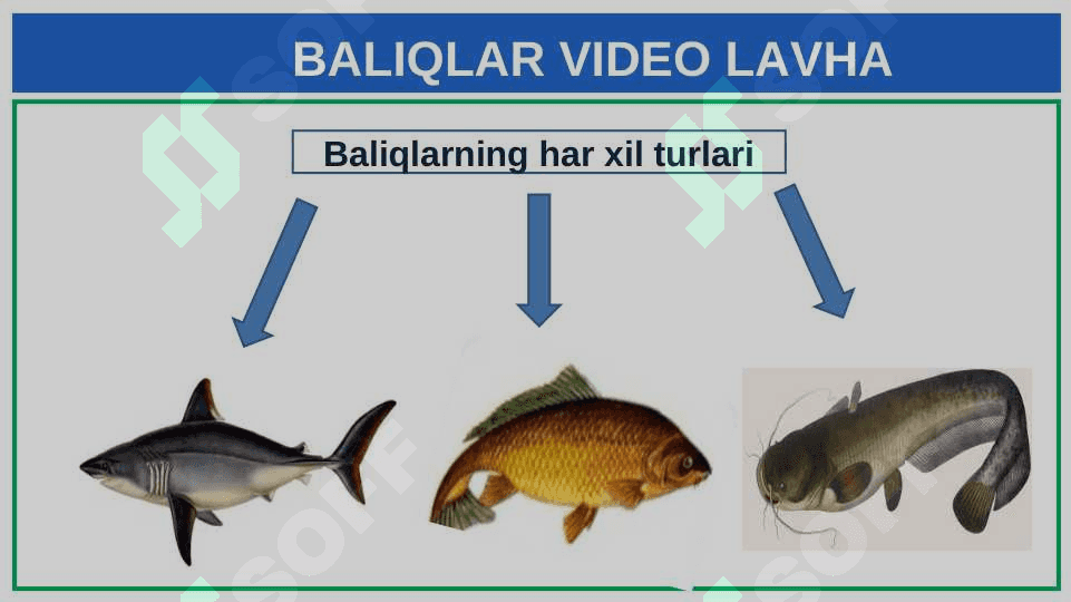 UMURTQALI  HAYVONLAR 6