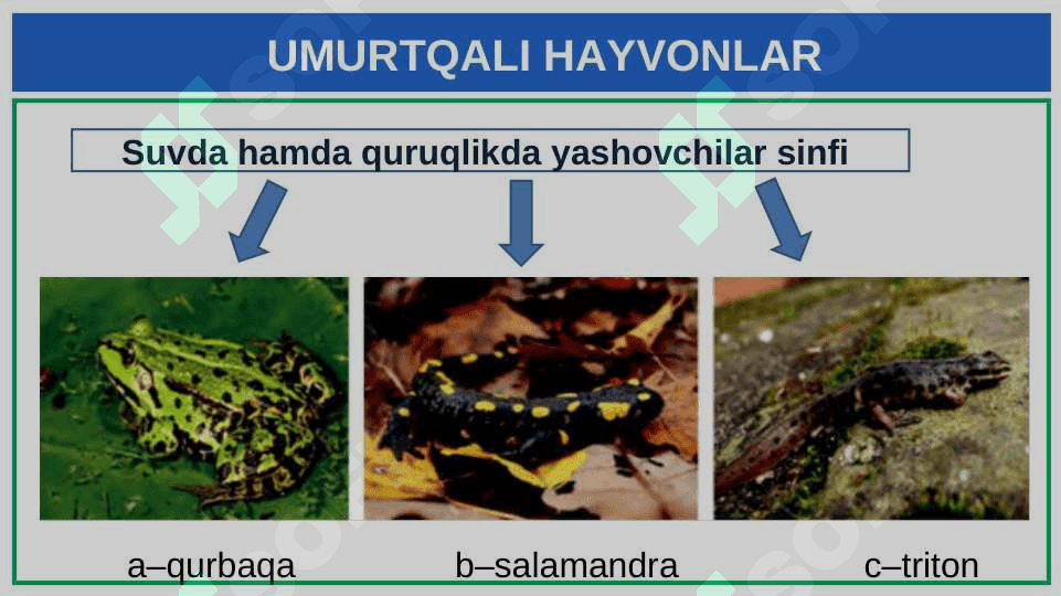 UMURTQALI  HAYVONLAR 7