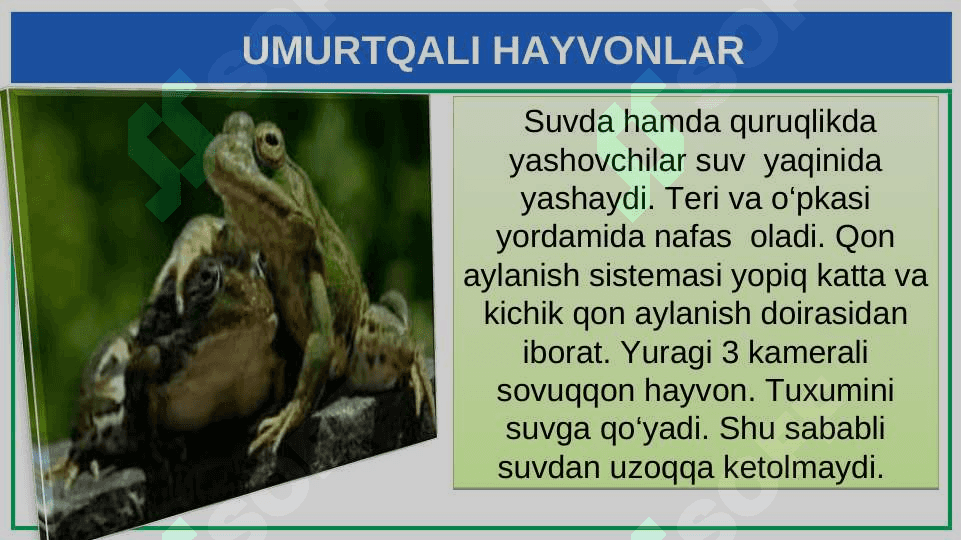 UMURTQALI  HAYVONLAR 8