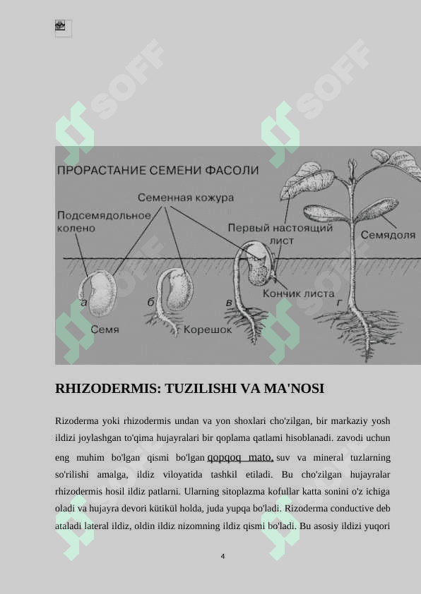Ildiz birlamchi va ikkilamchi anatomik tuzilish 4