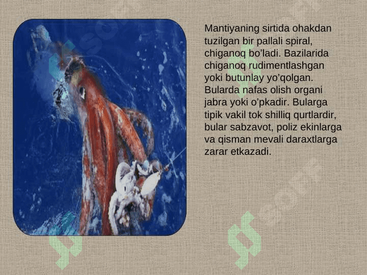 бош оёклилар 3