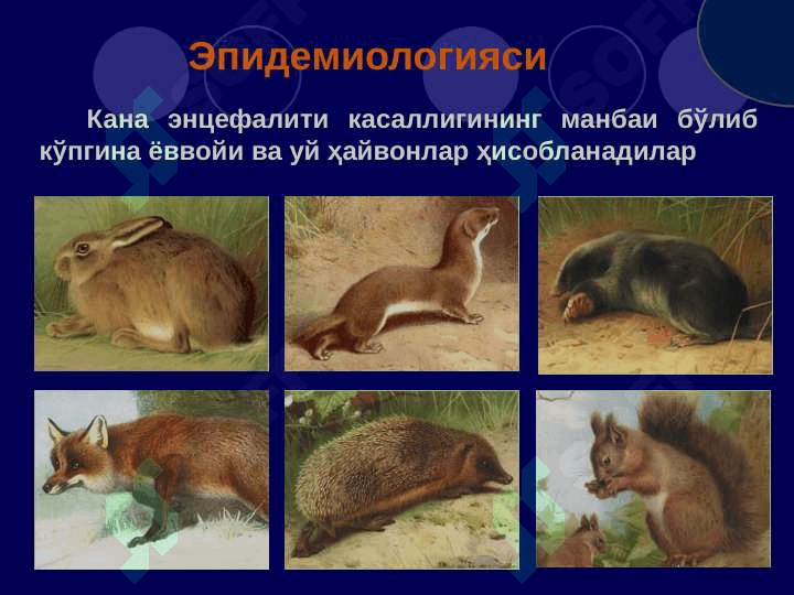 Кана энцефалити 7