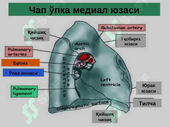 O`pkaning surunkali nospesifik yiringli kasalliklari 3