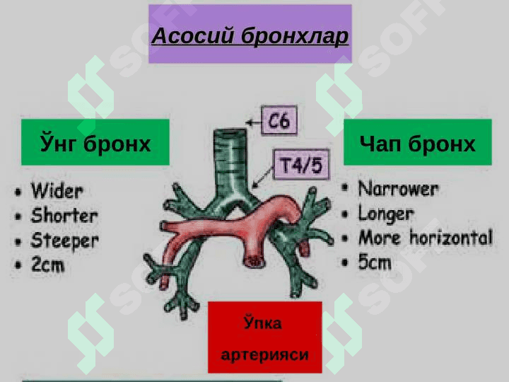 O`pkaning surunkali nospesifik yiringli kasalliklari 4