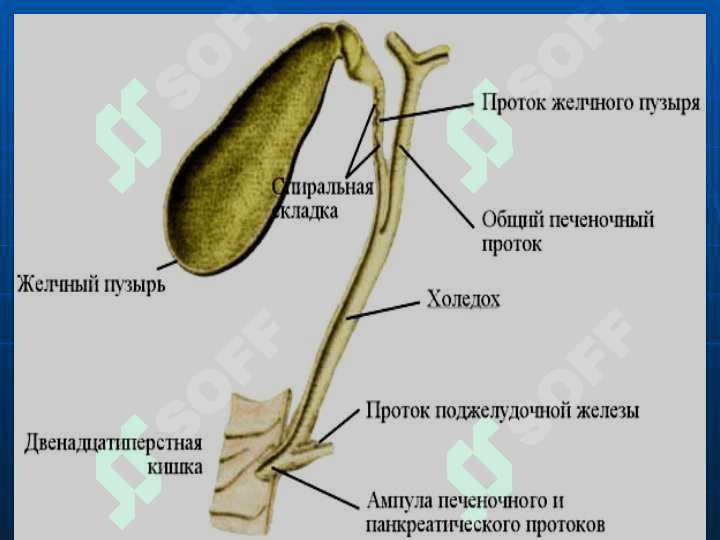 Postxolisistoektomik sindrom . ЎТ ЙЎЛЛАРИДА БАЖАРИЛ-ГАН АМАЛИЁТЛАРДАН КЕЙИНГИ КАСАЛЛИКЛАР 2