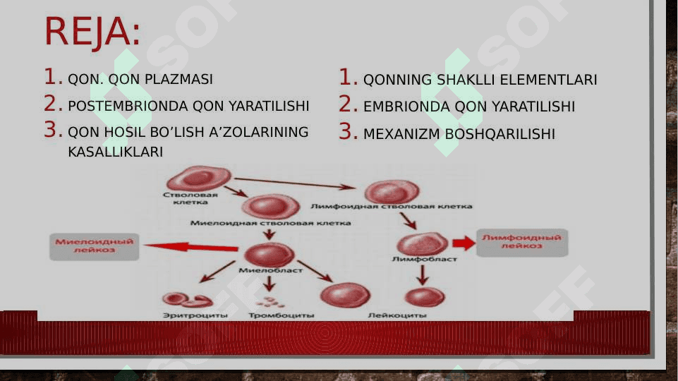 gemositopoez jarayoning boshqariluvi 2