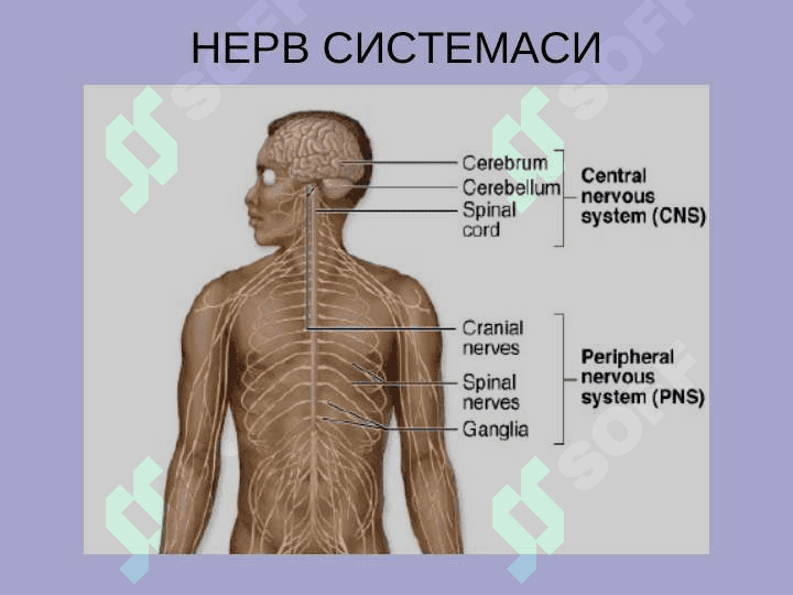 НЕРВ СИСТЕМАСИНИНГ КЛАССИФИКАЦИЯСИ 47 betli 2