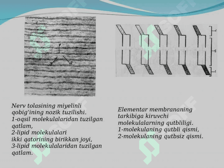 Hujayra membranasi 4