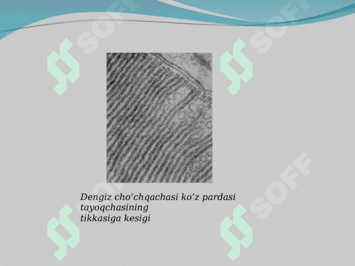 Hujayra membranasi 6