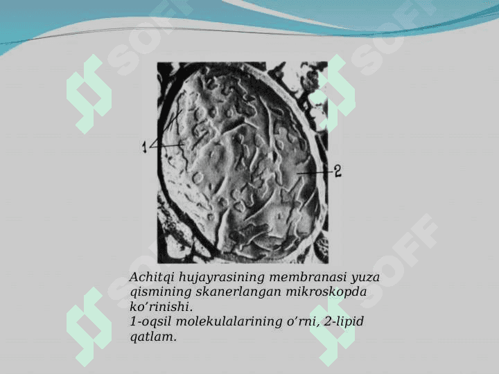 Hujayra membranasi 7
