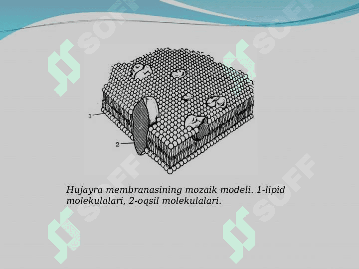 Hujayra membranasi 8