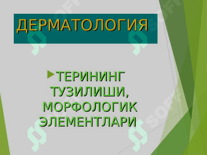 Terining tuzilishi , morfologik elementlari . Терининг тузилиши , морфологик элементлари 2