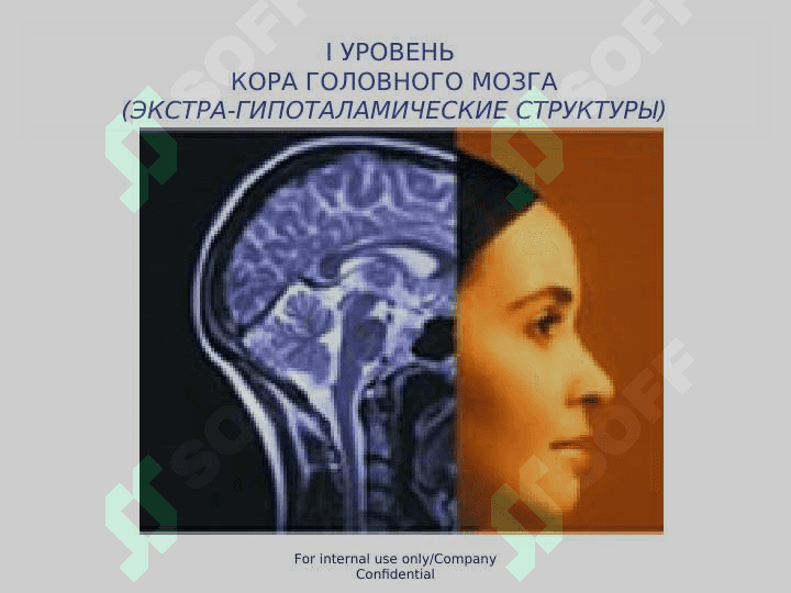 Менструальный цикл и его регуляция 6