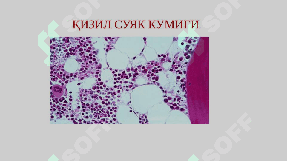 Qon sistemasiga ta'sir qiluvchi vositalar 3