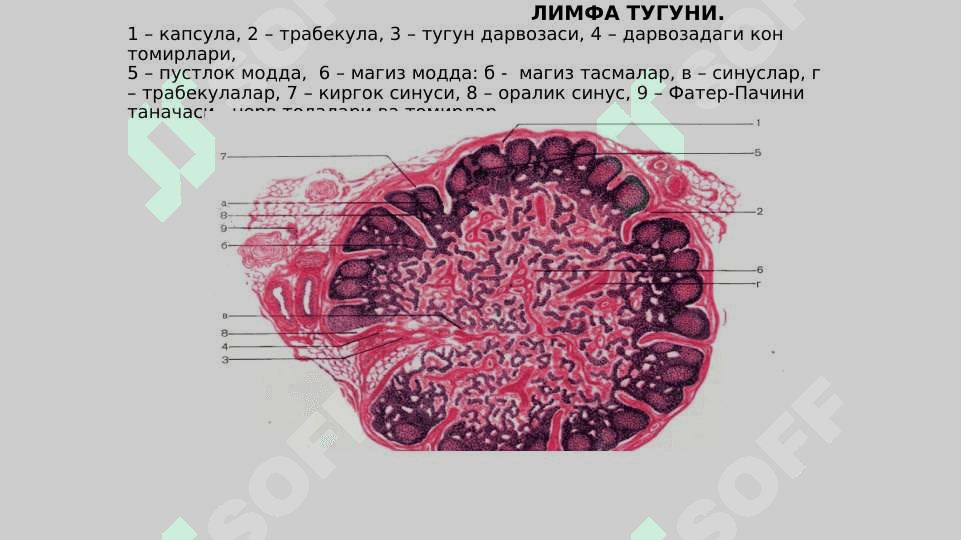 Qon sistemasiga ta'sir qiluvchi vositalar 5