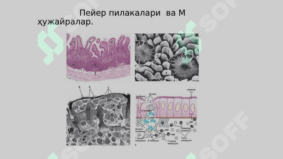 Qon sistemasiga ta'sir qiluvchi vositalar 6