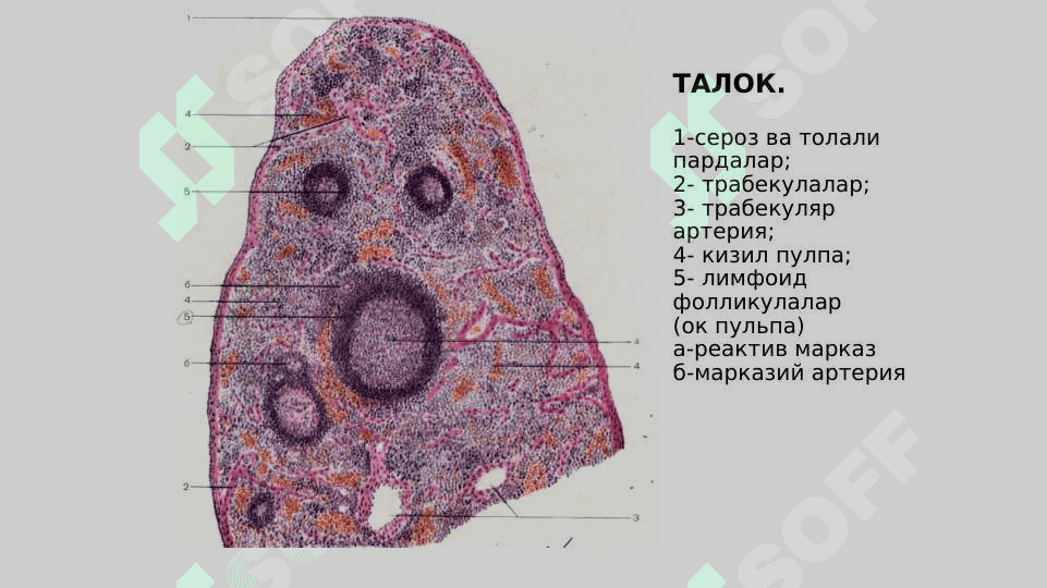 Qon sistemasiga ta'sir qiluvchi vositalar 7