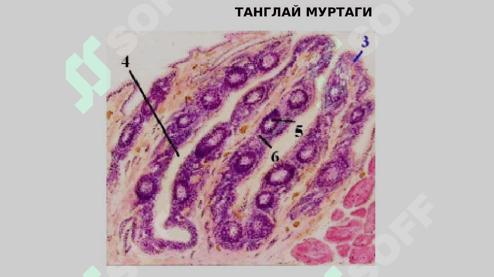 Qon sistemasiga ta'sir qiluvchi vositalar 8