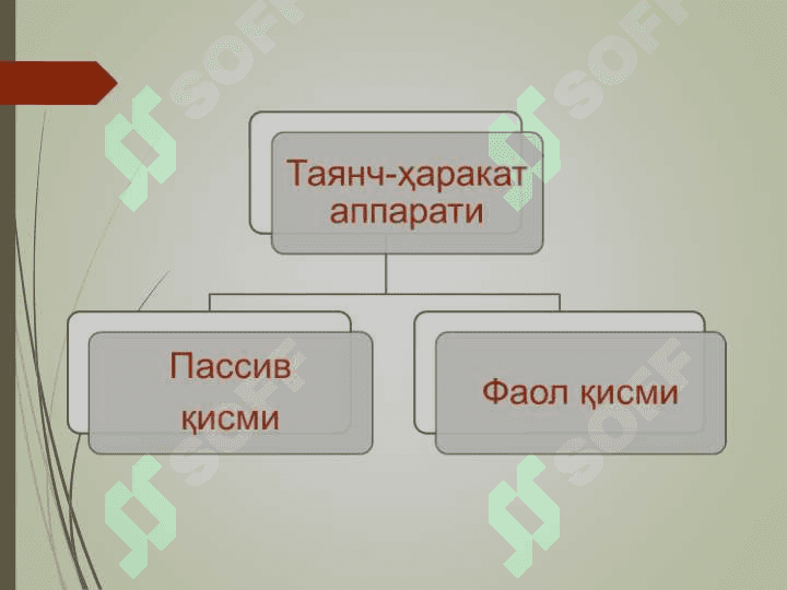 Таянч-ҳаракат аппаратининг ёшга оид хусусиятлари ва гигиенаси 4