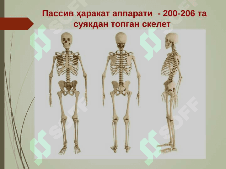 Таянч-ҳаракат аппаратининг ёшга оид хусусиятлари ва гигиенаси 5