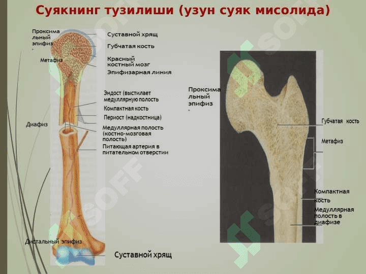 Таянч-ҳаракат аппаратининг ёшга оид хусусиятлари ва гигиенаси 8