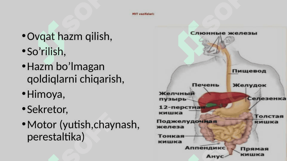 Ovqat hazm qilish trakti –me’da-ichak tizimi 4